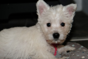 Zdjęcie №4. Sprzedam west highland white terrier w Ninove. prywatne ogłoszenie, hodowca - cena - 2392zł