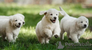 Zdjęcie №1. golden retriever - na sprzedaż w Амстердам | 1913zł | Zapowiedź №130757