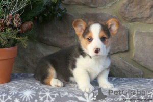 Zdjęcie №3. KC Registered Pembrokeshire Corgi Szczenięta 1(281)698-7719. USA