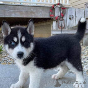Zdjęcie №3. Szczenięta husky syberyjskiego do adopcji.. Finlandia