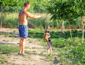 Zdjęcie №4. Sprzedam pies nierasowy w Rzeka Moskwa. prywatne ogłoszenie - cena - Bezpłatny