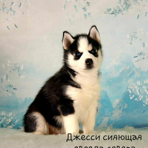 Zdjęcie №4. Sprzedam pies nierasowy w Москва. od żłobka - cena - Negocjowane