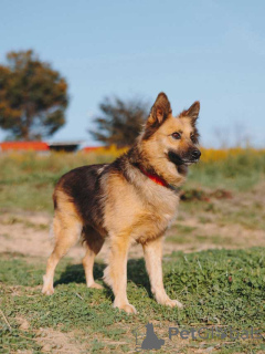 Zdjęcie №3. Miniaturowy piesek Lady, idealny towarzysz szukający domu. Federacja Rosyjska