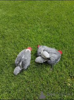 Zdjęcie №2 do zapowiedźy № 132500 na sprzedaż   - wkupić się Hiszpania 