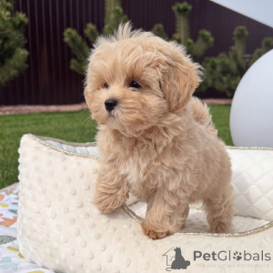 Zdjęcie №3. Wysokiej jakości szczenięta Maltipoo zdrowe, kochające i gotowe na swoje stałe. Niemcy