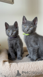 Zdjęcie №3. Kocięta Chartreux do adopcji. Belgia
