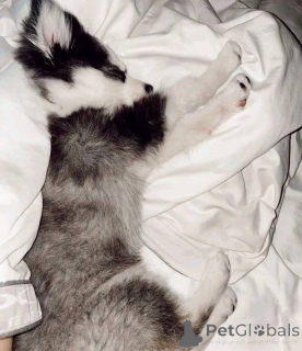 Zdjęcie №4. Sprzedam  w Chicago.  - cena - negocjowane