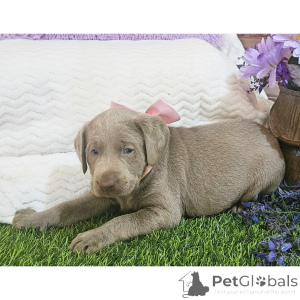 Zdjęcie №4. Sprzedam labrador retriever w Rovaniemi. prywatne ogłoszenie - cena - 2344zł