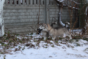 Zdjęcie №2 do zapowiedźy № 5346 na sprzedaż  alaskan malamute - wkupić się Białoruś hodowca