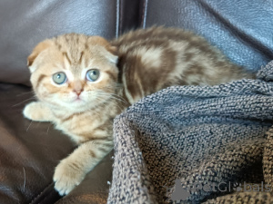 Zdjęcie №1. scottish fold - na sprzedaż w Aarschot | Bezpłatny | Zapowiedź № 161900