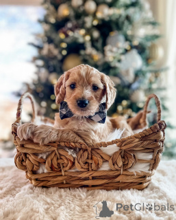 Zdjęcie №1. pudel (zabawka) - na sprzedaż w Monachium | 1913zł | Zapowiedź №161532