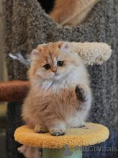 Zdjęcie №3. Chatons British Longhair do sprzedaży. Belgia