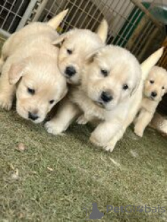 Zdjęcie №2 do zapowiedźy № 128425 na sprzedaż  golden retriever - wkupić się Niemcy hodowca