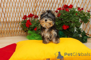 Zdjęcie №3. Szczenięta Yorkshire Terrier (Yorkie). Serbia