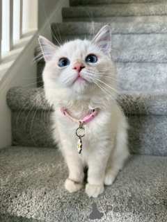 Zdjęcie №3. Słodka jak płatek i miękka jak chmurka Lily uwielbia się przytulać i mruczeć do. Szwajcaria