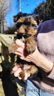 Zdjęcie №2 do zapowiedźy № 165453 na sprzedaż  yorkshire terrier - wkupić się Belgia prywatne ogłoszenie, hodowca
