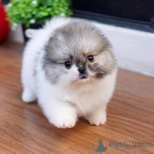 Zdjęcie №2 do zapowiedźy № 165639 na sprzedaż   - wkupić się Dania 