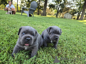 Zdjęcie №2 do zapowiedźy № 173404 na sprzedaż  cane corso - wkupić się Dania prywatne ogłoszenie, hodowca