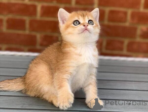 Zdjęcie №1. scottish fold - na sprzedaż w Bayerisch Eisenstein | negocjowane | Zapowiedź № 167586