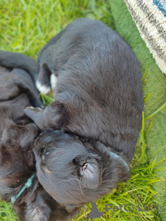 Zdjęcie №4. Sprzedam owczarek niemiecki w Kraków. hodowca - cena - 4066zł