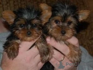 Zdjęcie №1. yorkshire terrier biewer - na sprzedaż w Васа | Bezpłatny | Zapowiedź №127898