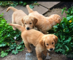 Zdjęcie №1. golden retriever - na sprzedaż w Donzdorf | 1674zł | Zapowiedź №178868