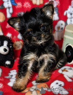 Zdjęcie №2 do zapowiedźy № 168220 na sprzedaż  yorkshire terrier biewer - wkupić się USA hodowca