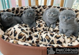 Zdjęcie №1. scottish fold - na sprzedaż w Zagreb | negocjowane | Zapowiedź № 134533