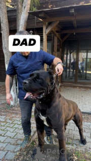 Zdjęcie №1. cane corso - na sprzedaż w Bayroit | 2774zł | Zapowiedź №175106