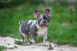 Zdjęcie №3. French Bulldog Merle. Gruzja