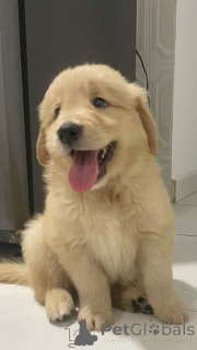 Zdjęcie №2 do zapowiedźy № 168090 na sprzedaż  labrador retriever - wkupić się Niemcy prywatne ogłoszenie
