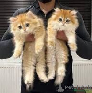 Zdjęcie №1. kot brytyjski długowłosy - na sprzedaż w Marsylia | 2392zł | Zapowiedź № 165939