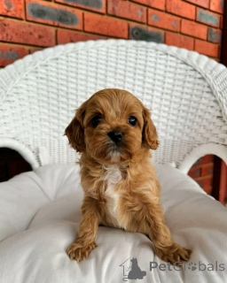 Zdjęcie №3. Adopcja Cavapoo-Welpen Zur. Niemcy