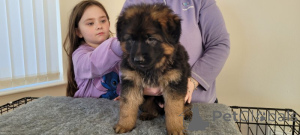 Zdjęcie №1. owczarek niemiecki - na sprzedaż w Denville | 2317zł | Zapowiedź №159150