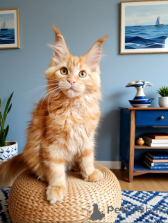 Zdjęcie №1. maine coon - na sprzedaż w Rzeka Moskwa | 3867zł | Zapowiedź № 169055