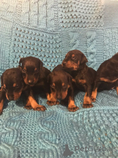 Zdjęcie №1. doberman - na sprzedaż w Bai-mar | negocjowane | Zapowiedź №160029