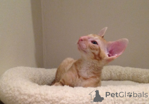 Zdjęcie №2 do zapowiedźy № 173221 na sprzedaż  kot cornish rex - wkupić się Chorwacja prywatne ogłoszenie, hodowca