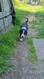 Zdjęcie №1. appenzeller (rasa psów) - na sprzedaż w Aalen | 1674zł | Zapowiedź №147550