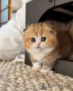 Zdjęcie №3. Chatons Munchkin do sprzedaży. Francja