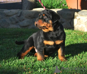 Zdjęcie №3. Szczenięta Rottweilera. Szwecja