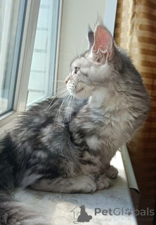 Zdjęcie №2 do zapowiedźy № 149173 na sprzedaż  maine coon - wkupić się Federacja Rosyjska od żłobka