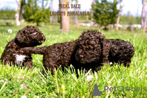 Zdjęcie №1. lagotto romagnolo - na sprzedaż w Бачка-Паланка | negocjowane | Zapowiedź №102684