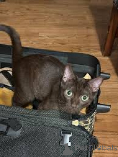 Zdjęcie №4. Sprzedam havana brown w Paryż. prywatne ogłoszenie, hodowca - cena - 2392zł