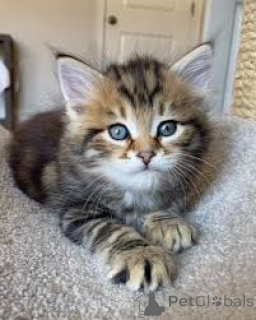 Zdjęcie №2 do zapowiedźy № 166939 na sprzedaż  kot norweski leśny - wkupić się Finlandia prywatne ogłoszenie, hodowca