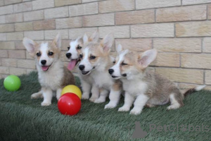 Dodatkowe zdjęcia: Szczenięta Welsh Corgi Pembroke