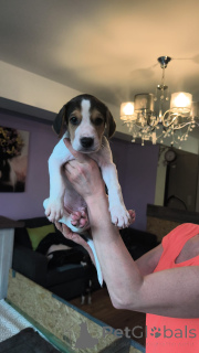 Zdjęcie №4. Sprzedam rosyjski pies w Hamburg. prywatne ogłoszenie - cena - 7zł