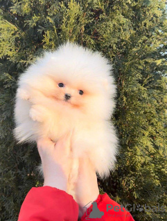Zdjęcie №3. Pomeranian lulu Extra Mini. Portugalia