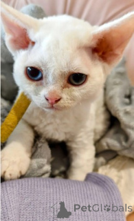 Zdjęcie №2 do zapowiedźy № 160333 na sprzedaż  devon rex - wkupić się Niemcy hodowca