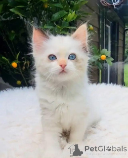 Zdjęcie №3. Weibliches Ragdoll-Kätzchen (Seal Tortie Bicolor). Niemcy
