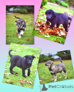 Zdjęcie №1. pies nierasowy - na sprzedaż w Moskova | Bezpłatny | Zapowiedź №158292